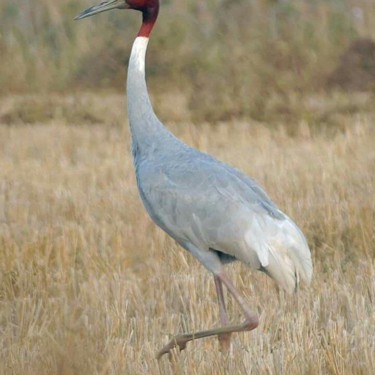 The Majestic Sarus Crane: A Graceful Icon of South Asia