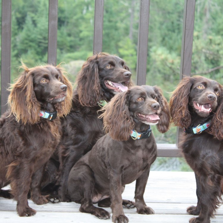 The Enduring Charm of the Boykin Spaniel