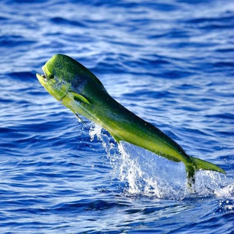The Majestic Mahi Mahi: Secrets of the Ocean's Swiftest Predator