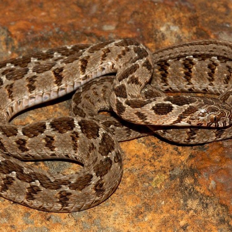 The Mysterious Rhombic Egg Eater Snake: A Closer Look at One of Africa’s Most Unique Reptiles