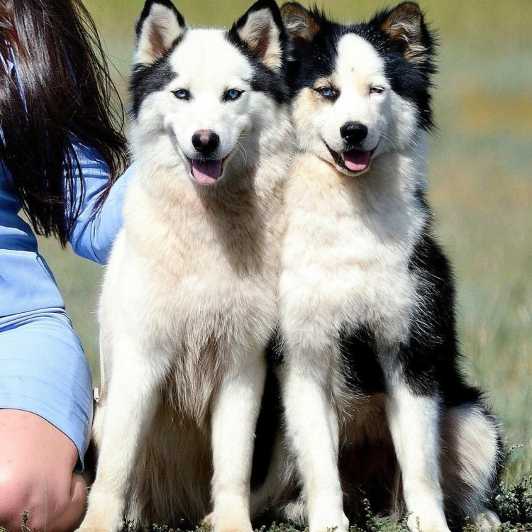 The Majestic and Versatile Yakutian Laika: A Dog Like No Other