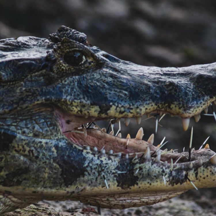 The Mighty Caiman: The Apex Predator of the Amazon Rainforest