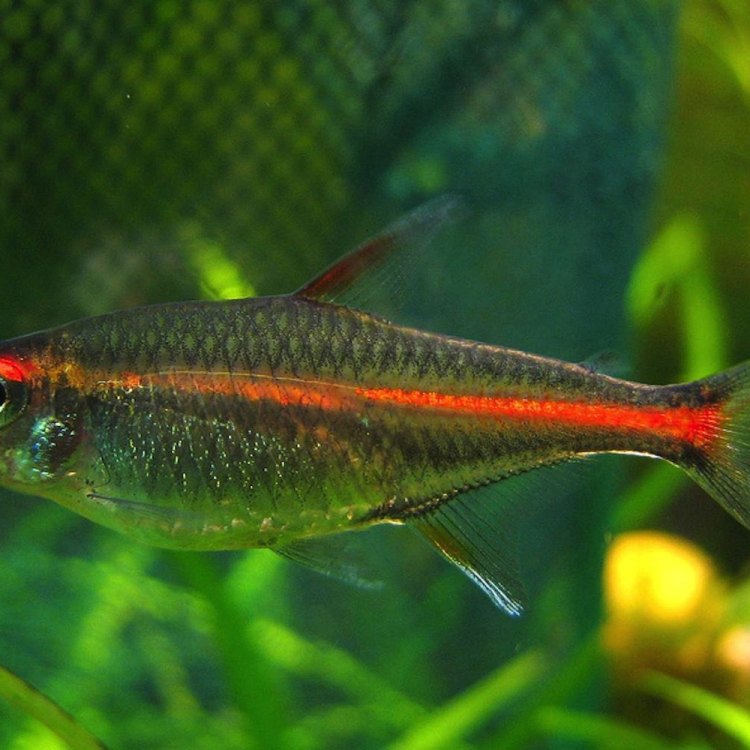 The Colorful and Enigmatic Tetra Fish of South America