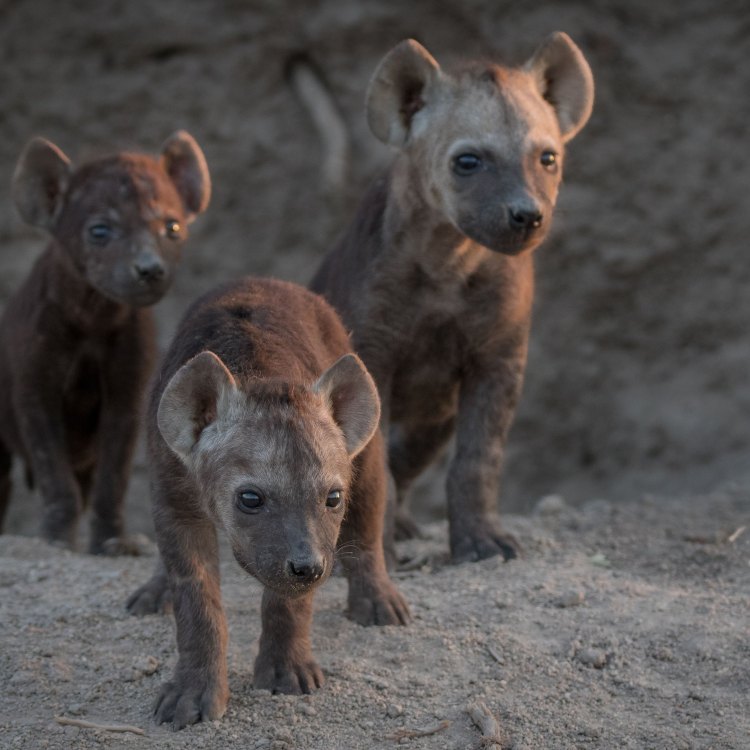 The Misunderstood Predator: Exploring the Fascinating World of Hyenas