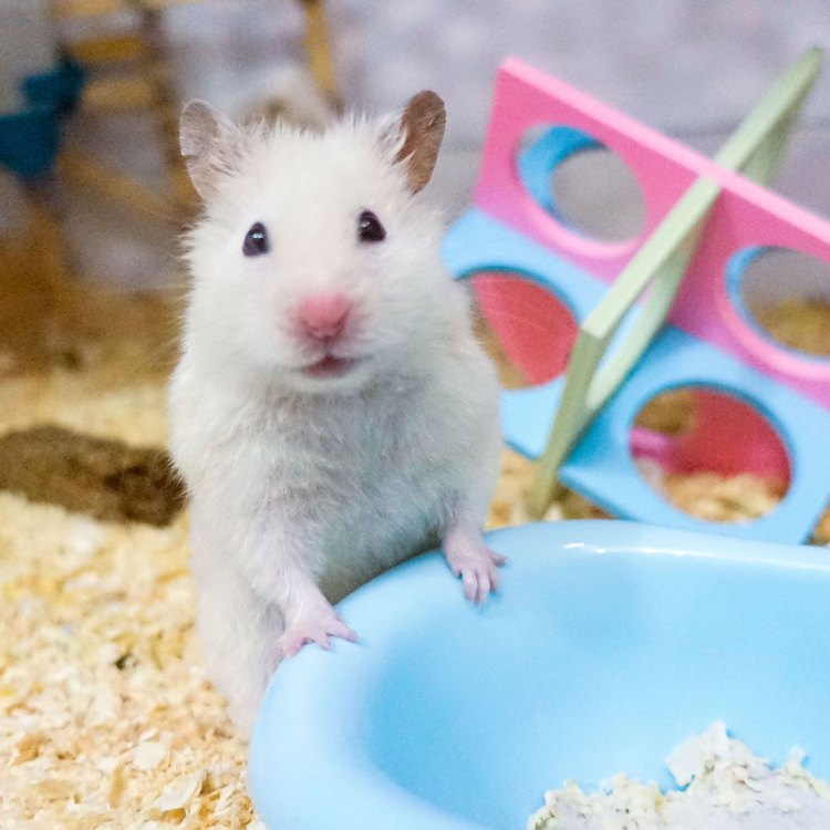 The Adorable Syrian Hamster: A Complete Guide