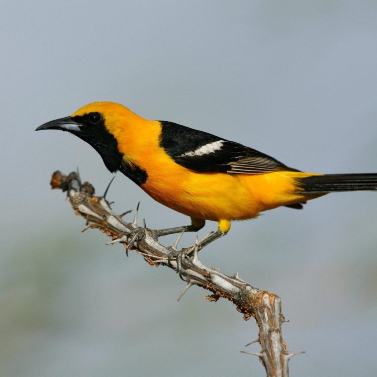 The Mesmerizing Hooded Oriole: A Vibrant Icon of Western North America
