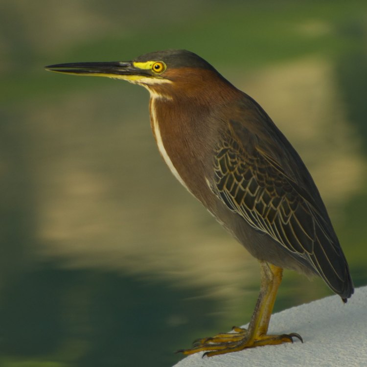 The Fascinating World of Green Herons: A Look at the Lesser-Known Waterbird