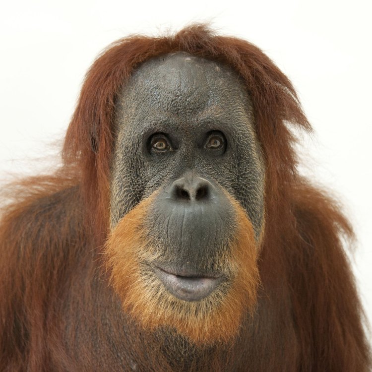 The Sumatran Orangutan: A Fascinating Primate of the Rainforests