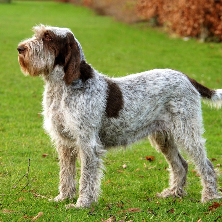 The Endearing Spinone Italiano: A Versatile Hunting Companion from Italy