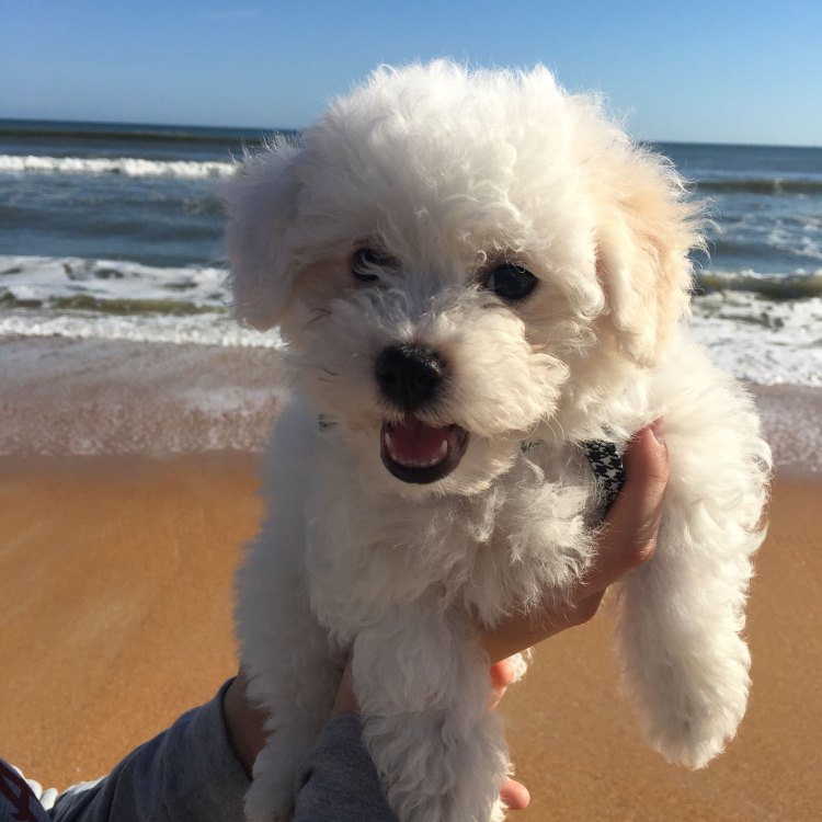 The Poochon: A Loving and Lively Companion