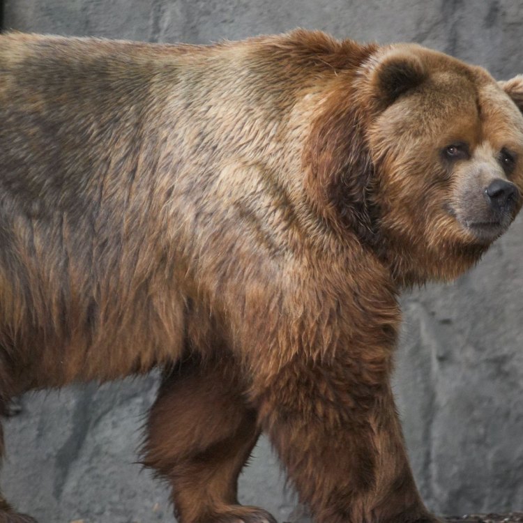 The Mighty Kodiak Bear: Exploring the Largest Land Carnivore in North America
