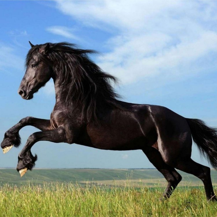 Equus ferus caballus