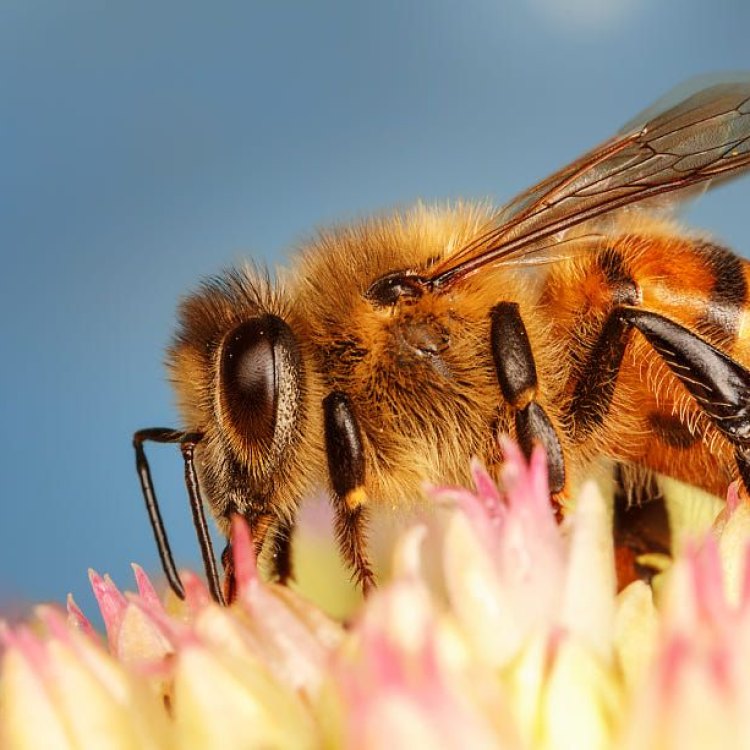 The Amazing Honey Bee: Nature's Tiny Pollinators