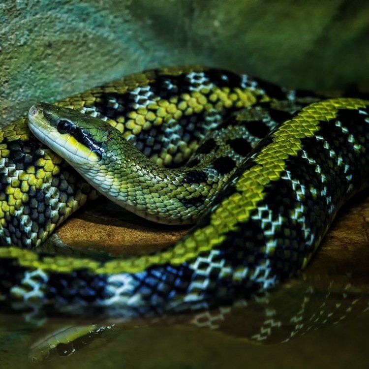 The Beautiful Beauty Rat Snake: An Elusive Serpent of Southeast Asia