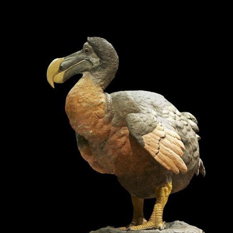 The Curious Case of the Dodo: A Flightless Bird from Mauritius