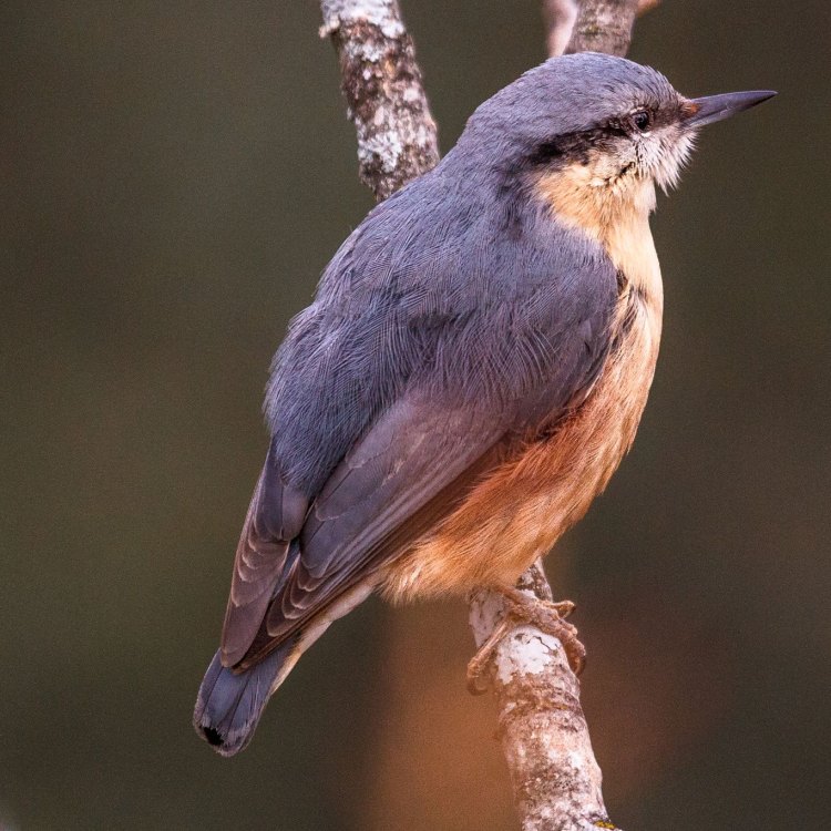 The Versatile Eurasian Nuthatch: Master of Forests and Woodlands