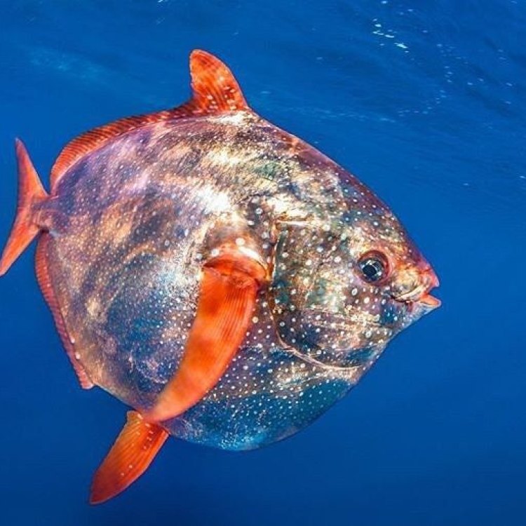 The Fascinating Opah: The Circular Fish With a Flamboyant Coloration