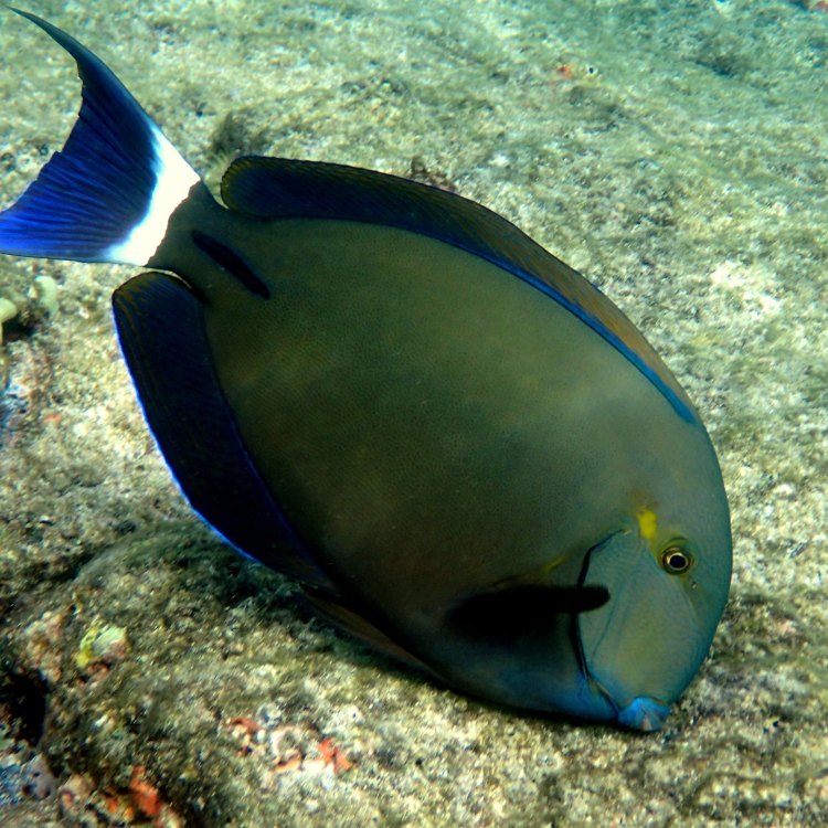 The Colorful and Fascinating Surgeonfish: A Delightful Addition to Coral Reefs Worldwide