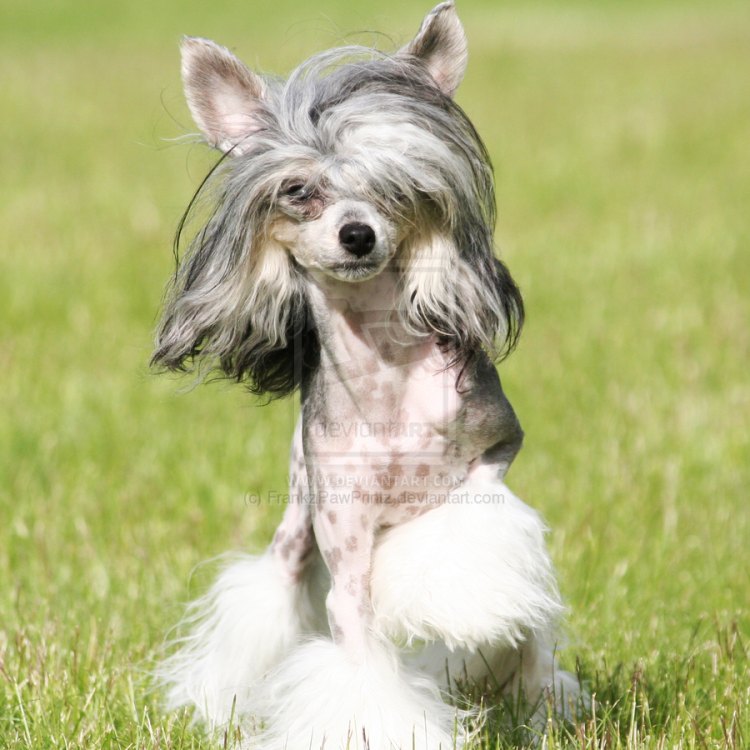 The Unique and Endearing Chinese Crested Dog