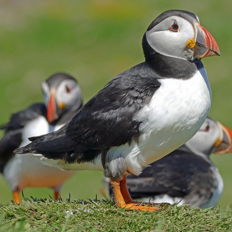 Captivating the Skies and Seas: The Atlantic Puffin
