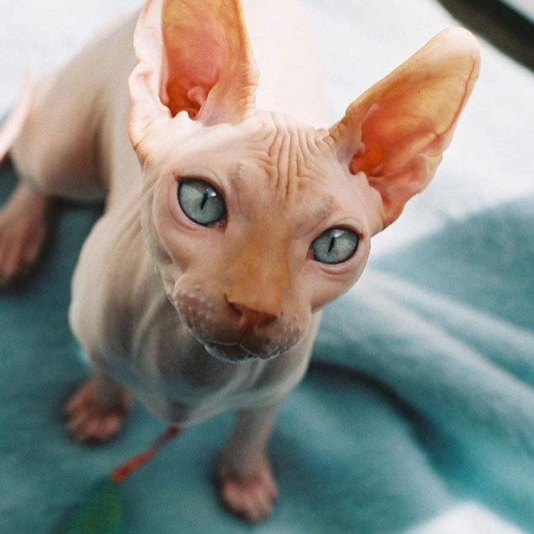 The Story Behind the Mysterious Sphynx Cat