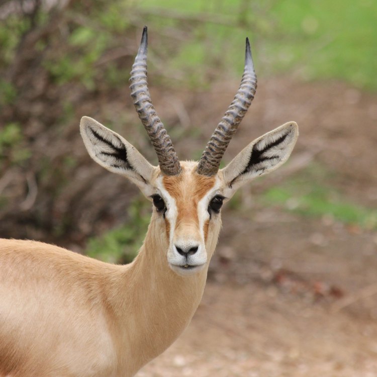 The Graceful Gazelle: Discover the Alluring Beauty and Surprising Facts of this Magnificent Animal
