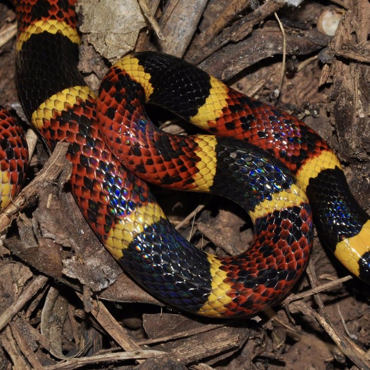 The Elusive and Fascinating Coral Snake: A Hidden Gem of the Eastern United States