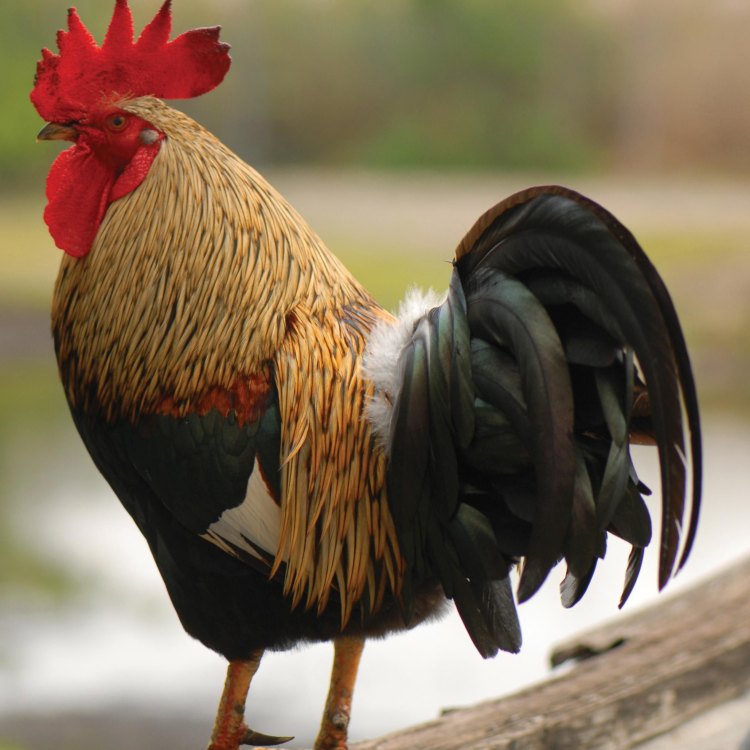 The Fascinating World of Chickens: An Ode to the Humble Bird