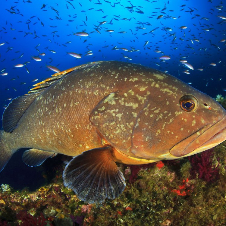 The Magnificent Neptune Grouper: An Unparalleled Creature of the Atlantic Ocean
