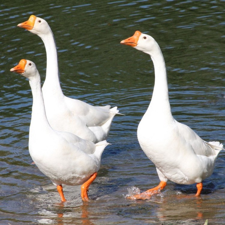 The Fascinating World of Chinese Geese