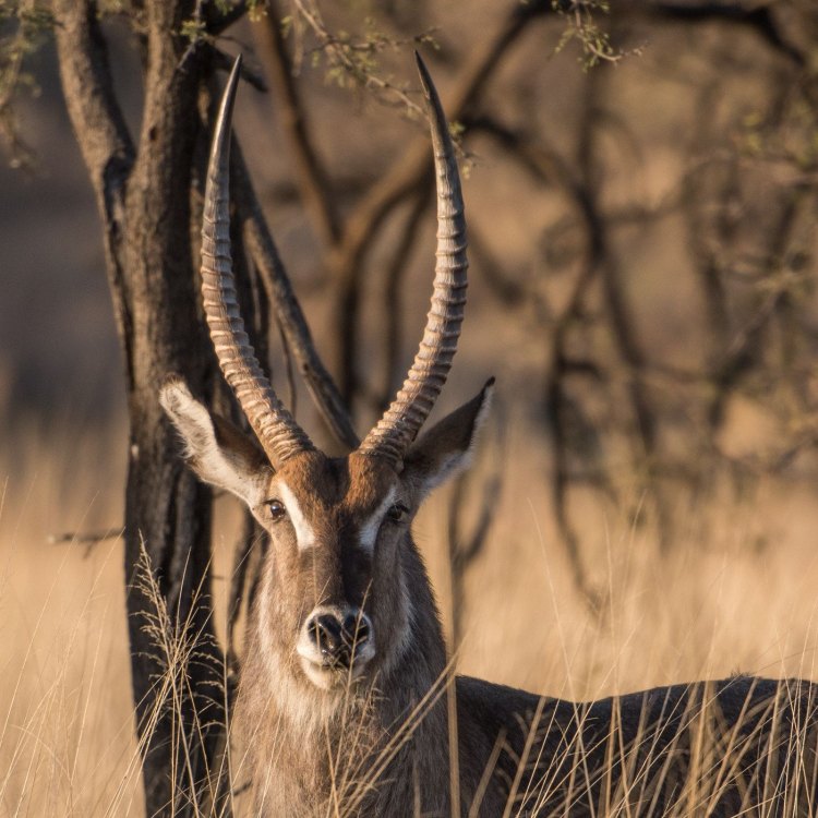 The Magnificent Waterbuck: Adapting to Life in the African Savanna