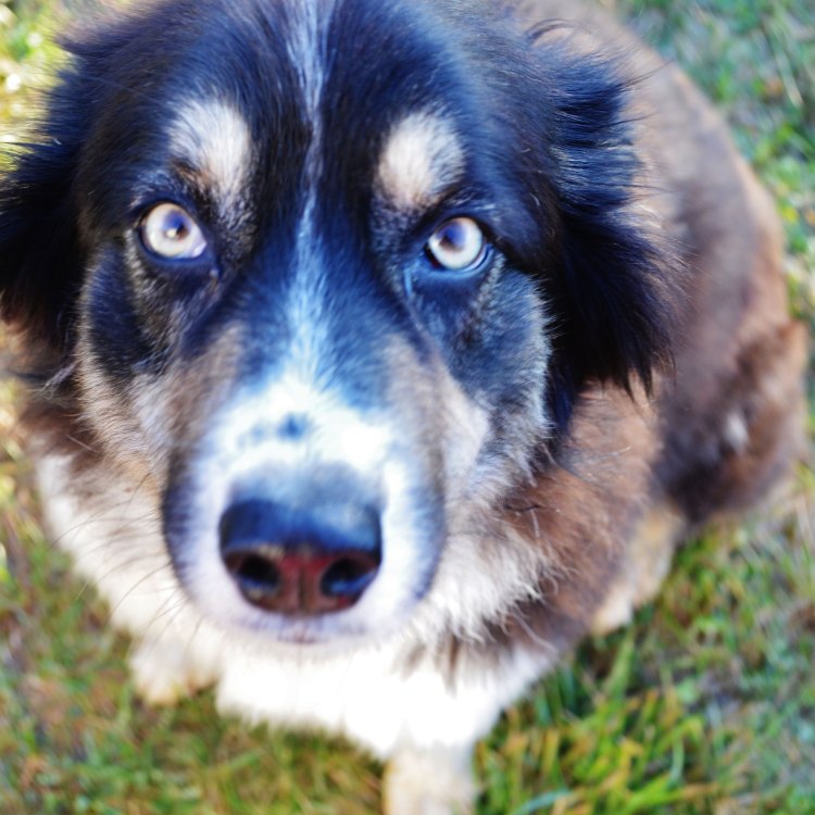The Border Collie Mix: The Versatile and Intelligent Canine Companion
