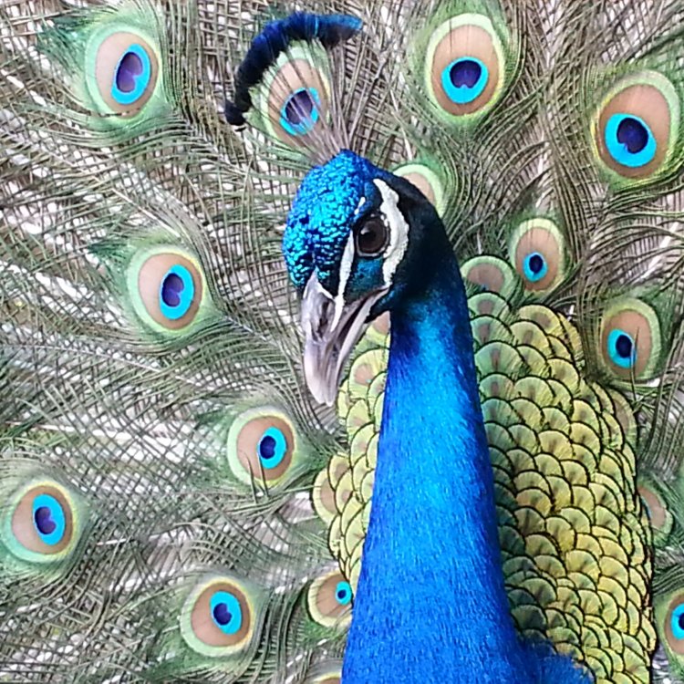 The Majestic Peacock: A Symbol of Beauty, Pride, and Resilience