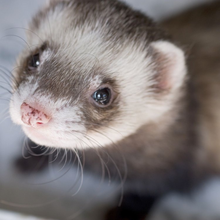 The Playful and Fascinating Ferret: A Mischievous Companion in the Animal Kingdom