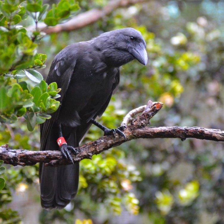 The Mysterious Hawaiian Crow: An Endemic Bird from the Depths of the Hawaiian Islands