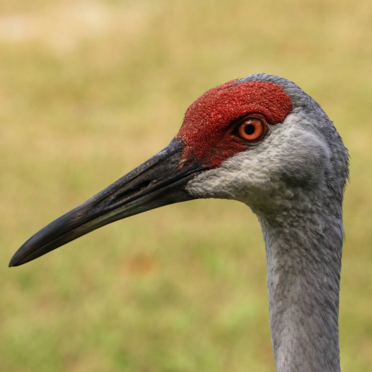 The Majestic Sandhill Crane: A Fascinating Bird of North America