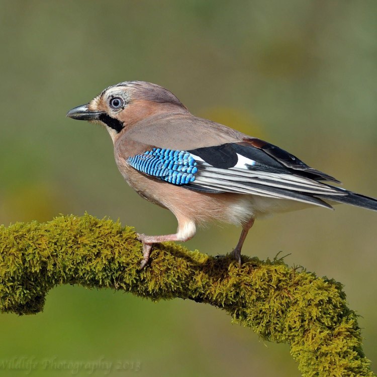 The Majestic Eurasian Jay: Exploring the Diversity of This Colorful Bird