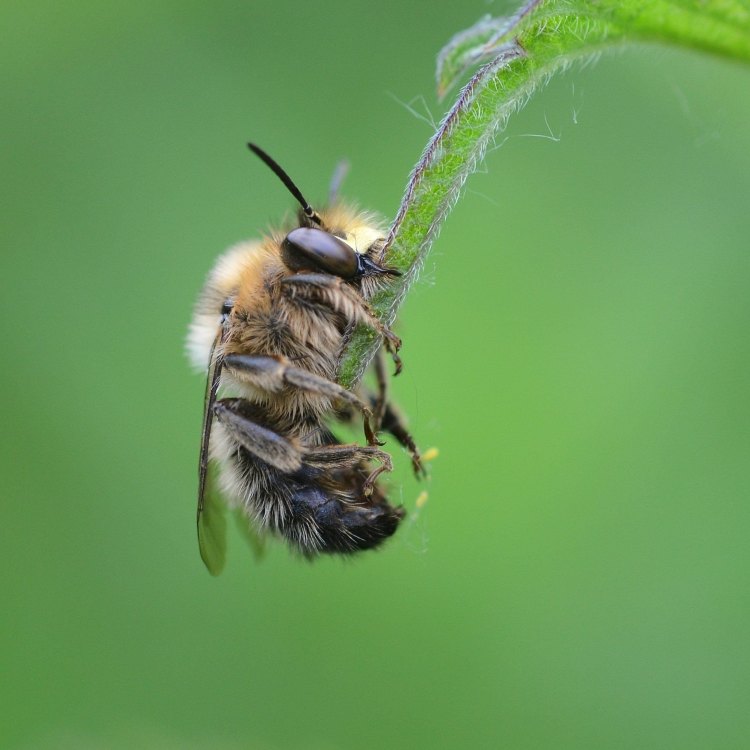The Fascinating World of the Hairy Footed Flower Bee