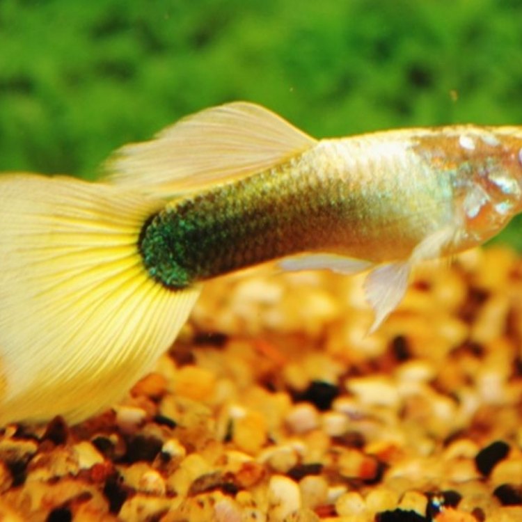 Guppies: The Colorful Beauty of Freshwater