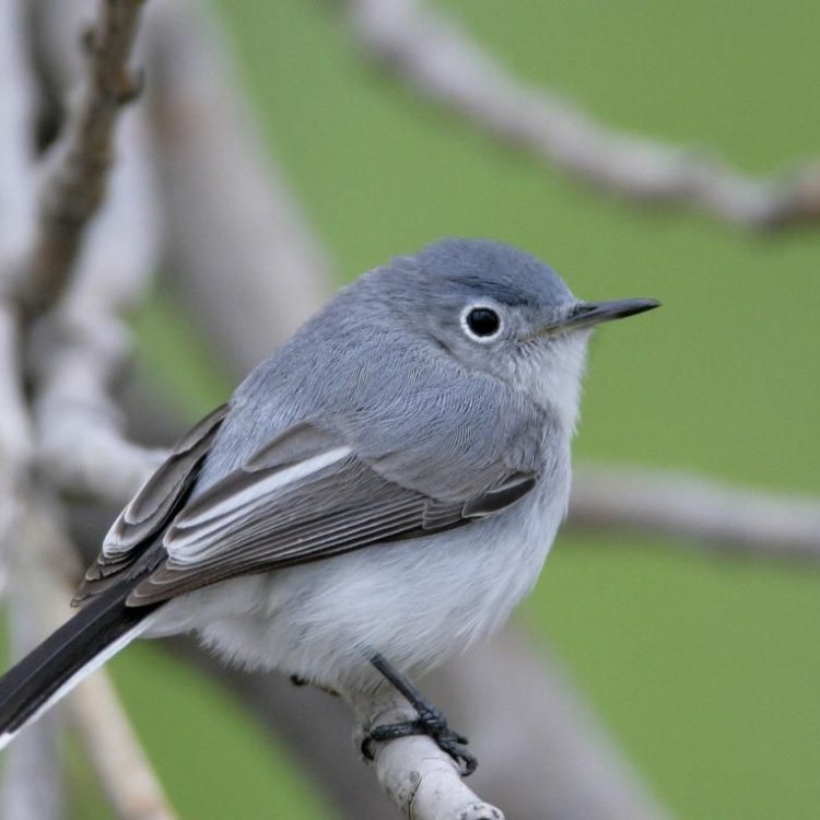 Rising Above the Woods: Discovering the Blue Gray Gnatcatcher