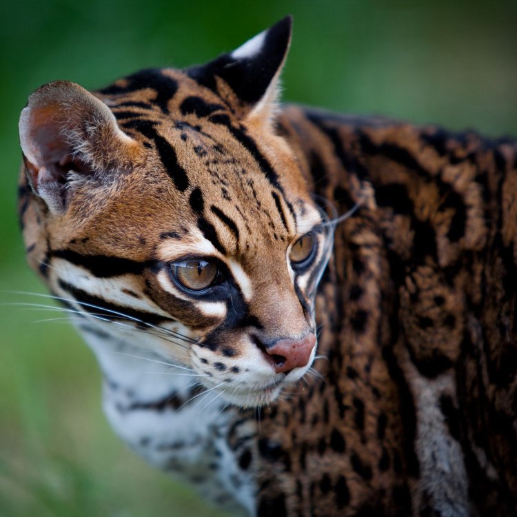 In the Wild and Beyond: Exploring the Mysteries and Marvels of the Ocelot - Nature's Masterpiece