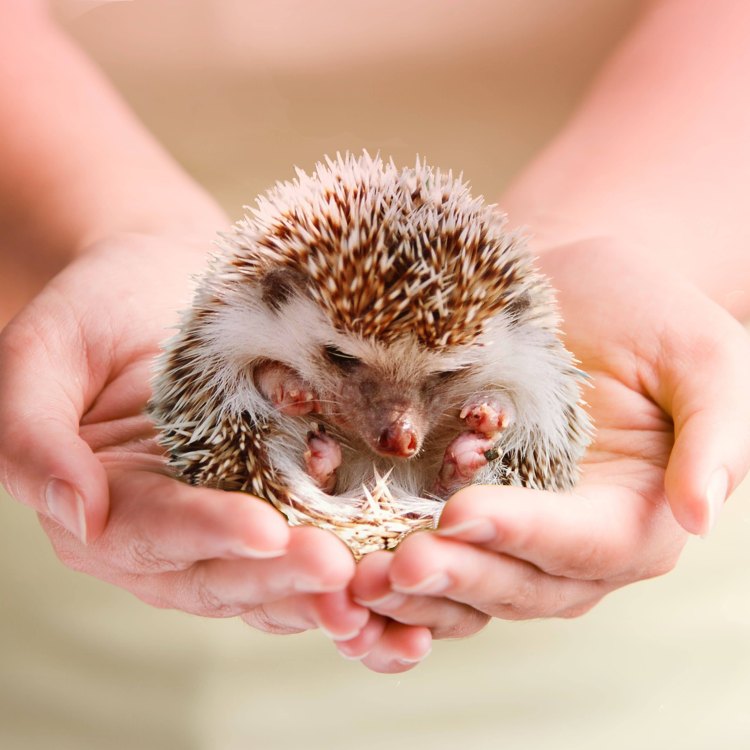 The Fascinating World of the European Hedgehog