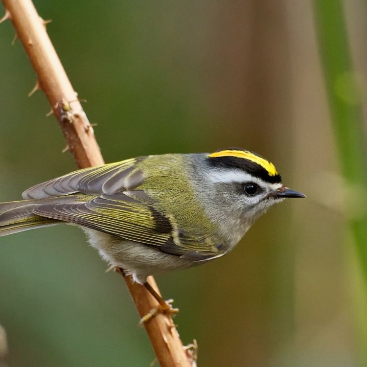 The Mighty and Mysterious Golden Crowned Kinglet: A Jewel of North America