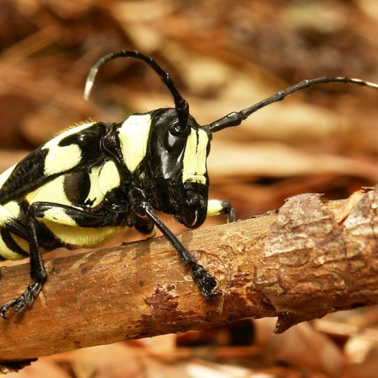 The Fascinating World of the Asian Longhorn Beetle