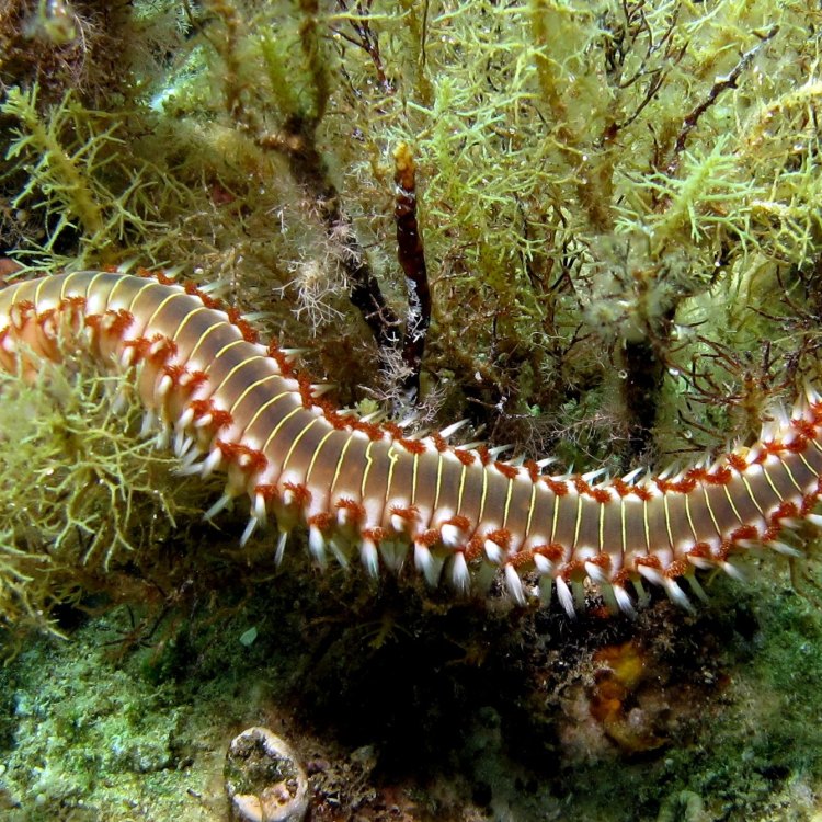 The Fascinating Creature: Bearded Fireworm