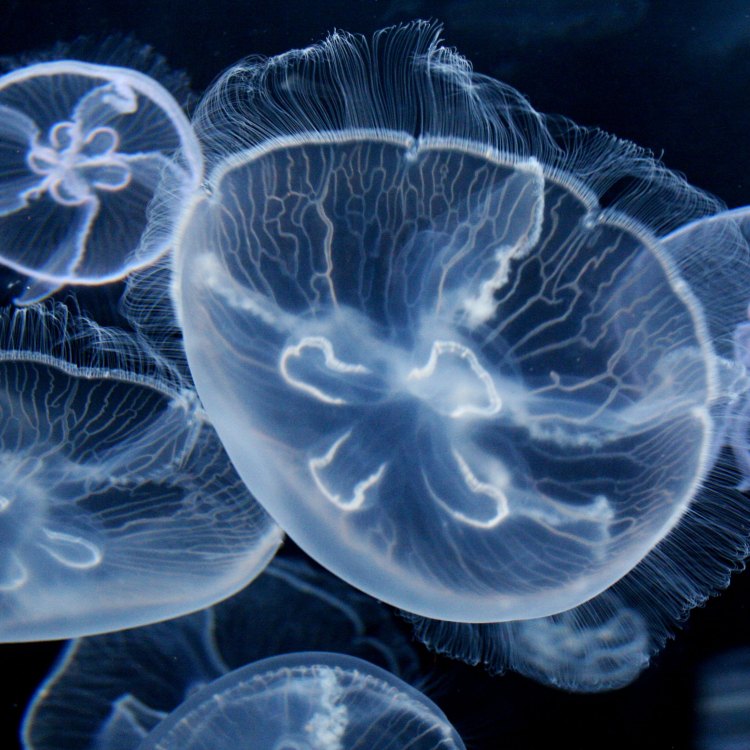 Mysterious Creatures of the Sea: The Moon Jellyfish