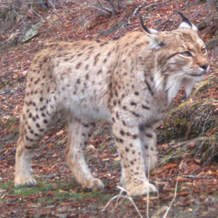 Lynx lynx balcanicus