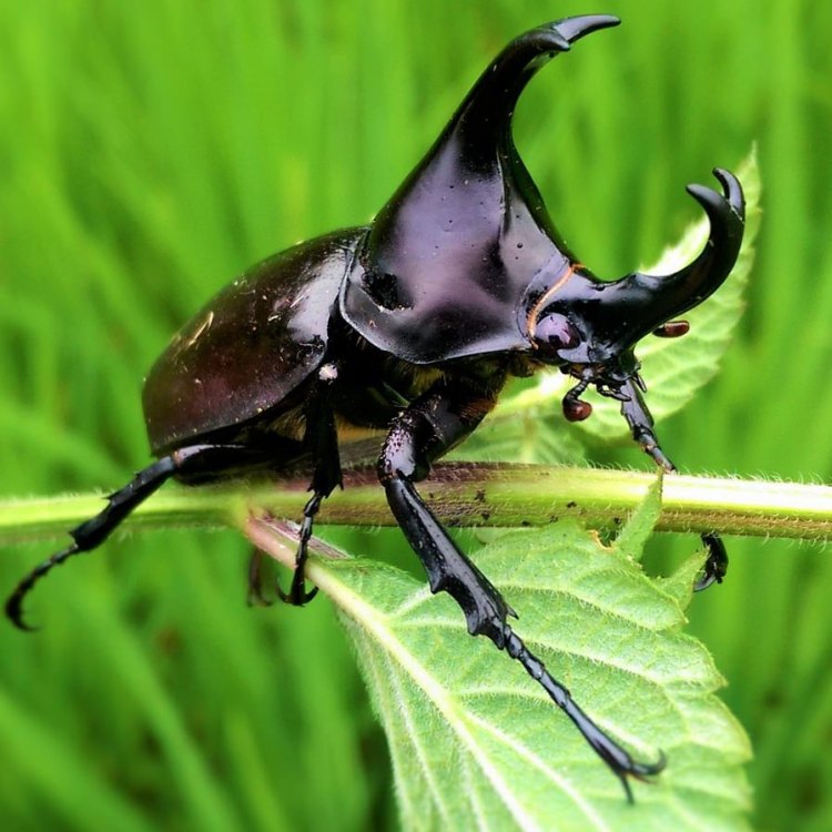 The Mighty Rhino Beetle: The Majestic Creature of the Tropical Rainforests