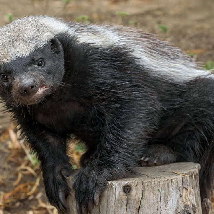 The Fearless and Ferocious Honey Badger: A Small but Mighty Creature