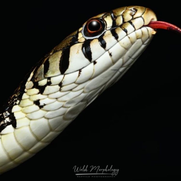 The Fascinating World of the Checkered Garter Snake